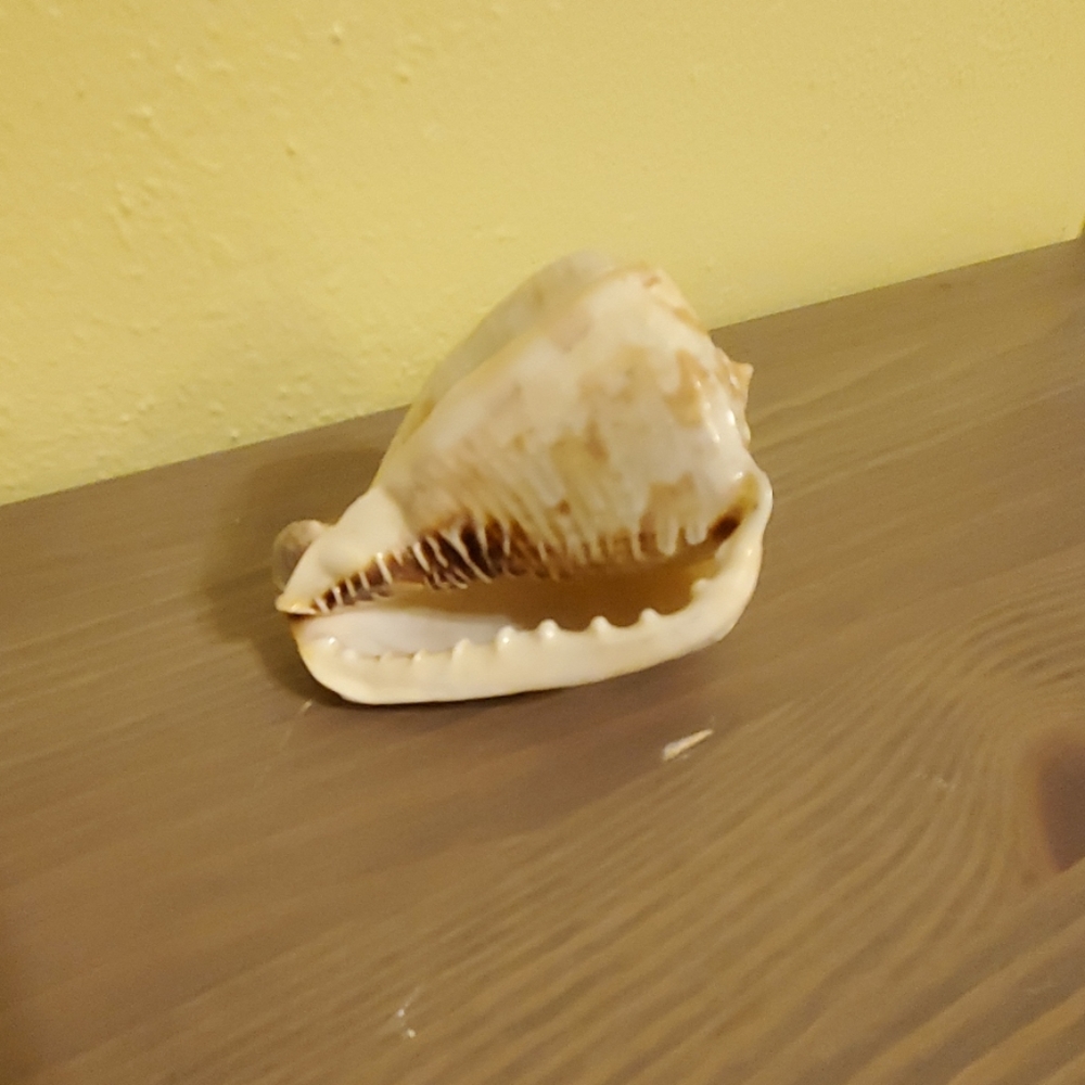 Seashell - Picture 4 of 5